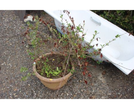A planter and contents