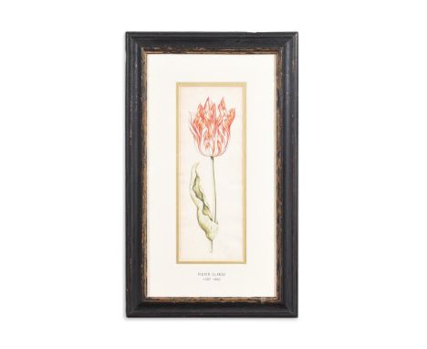 ATTRIBUTED TO PIETER CLAESZ (DUTCH CIRCA 1579-1660) PARROT TULIP Body colour and watercolour on laid paper 23 x 8.5cm (9 x 3¼