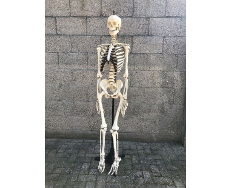 Vintage skeleton, used in a German school for teaching. The skeleton is highly detailed and made from synthetic materials ins