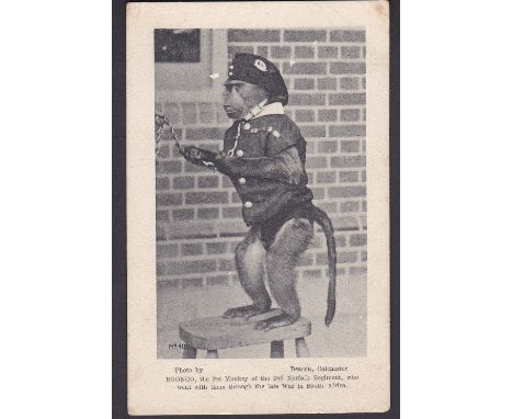 Norfolk Regiment, 2nd Bn Bronco, Boer War Mascot - the Pet Monkey who went with them through the late war in the South Africa
