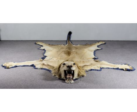 A Lion Skin Rug, mounted by Rowland Ward Ltd of "The Jungle", 167 Piccadilly, London, the head with open mouth showing teeth 