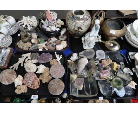 A collection of shells, fossils, specimens and geodes etc Condition Report:Available upon request