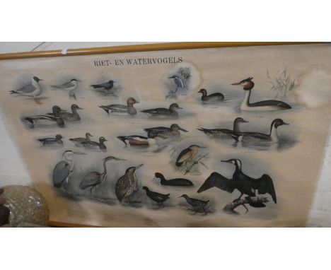 A Wall Hanging Dutch Vintage School Teaching Poster, Waterfowl by Thieme &amp; Co., 96cm Wide 