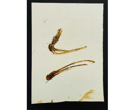 Sandra BLOW (1925-2006) Untitled  Mixed media on paper, impressed studio stamp, 26 x 19cm.
