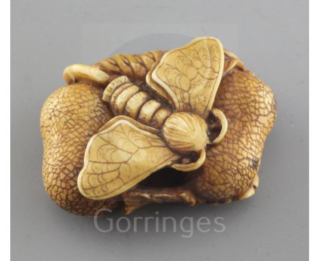 A Japanese ivory netsuke of a moth, Meiji period, emerging from a chrysalis, between nuts and a leaf, unsigned w. 4cm