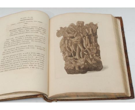 Geology, Local Interest - Provincial Imprint, Martin (William, F.L.S.), Petrificata Derbiensia; or, Figures and Descriptions 