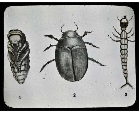 Magic Lantern Slides - Natural History, Entomology and Cellular Biology, various b/w, cased, [aaprox. 42] 