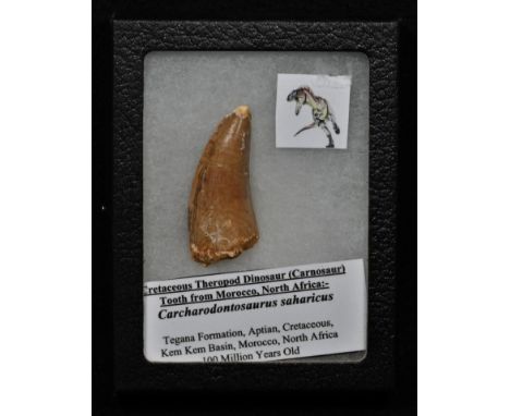 Natural History - Geology, Palaeontology, an African theropod dinosaur tooth (Carnosaur), 4.5cm long, Tegana Formation, Aptia