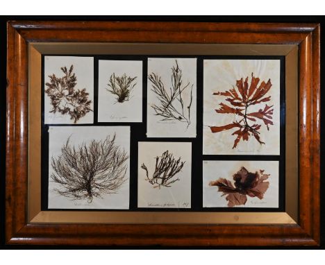 Natural History - a 'herbarium' arrangement of pressed and mounted seaweed specimens, each annotated in hand manuscript, 35.5