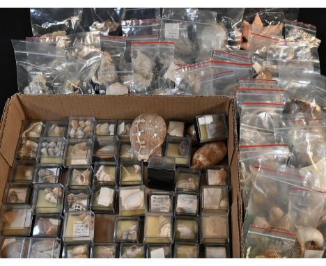 Natural History - Conchology, a collection of seashells, including conch, murex, cones, scallops, cowries, etc., various form