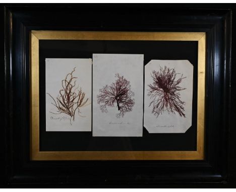 Natural History - a 'herbarium' arrangement of seaweed samples, each annotated in ink manuscript, 24cm x 33.5cm 