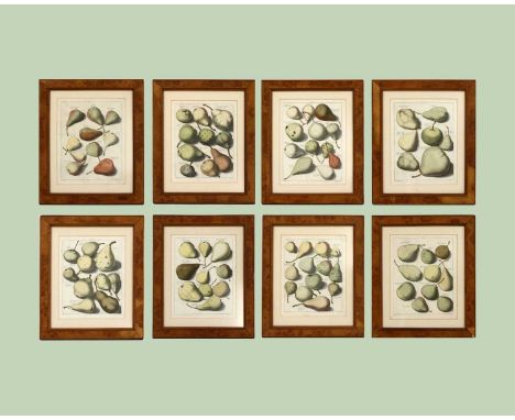 After Johann Herman Knoop (German, 1706-1769)'Pomologia, dat is, beschryvingen en afbeeldingen van de beste zoorten van appel