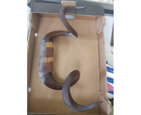 A pair of vintage Ram horns 