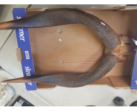 Vintage large antique African Kudu horns 