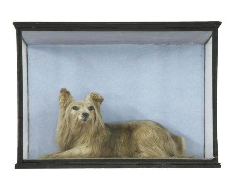 A stuffed and mounted dog,seated on a carpet, in a three glass case,65cm wide23cm deep46.5cm high