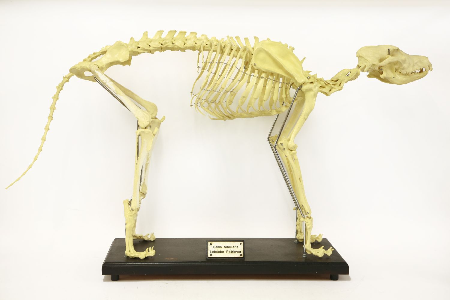 Labrador Skeleton Diagram