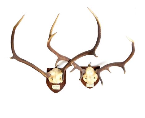 Two pairs of shield-mounted Scottish stag antlers, the first six-point, from 'Cairn Derg Glen Clova', 70cm wide, the second n