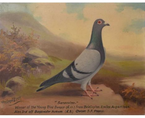 Andrew Beer, (1862-1954) - Oil on canvas - 'Sansovino', a racing pigeon, "Winner of the Young Bird Sweep (£10.) from Brisling