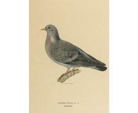                     WRIGHT,             Magnus von(1805 Kuopio - 1868 Helsinki)    Ornithologische Illustration einer Hohltau