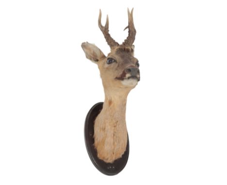 taxidermy Auctions Prices | taxidermy Guide Prices taxidermy Auctions Prices | taxidermy Guide Prices
