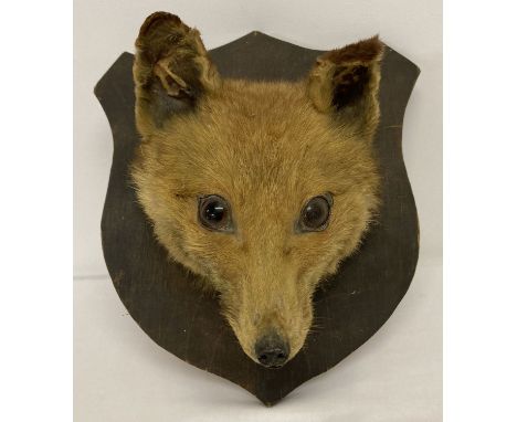 A vintage taxidermy fox head mounted on a wooden sheild plinth.  