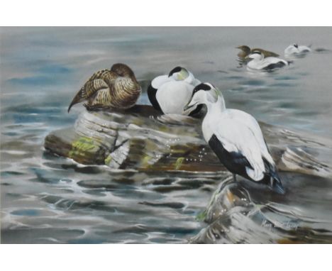 Mary Elliot Lacey (1923-2004) oil on board painting showing eider ducks sitting on rocks by the sea. Signed by the artist in 