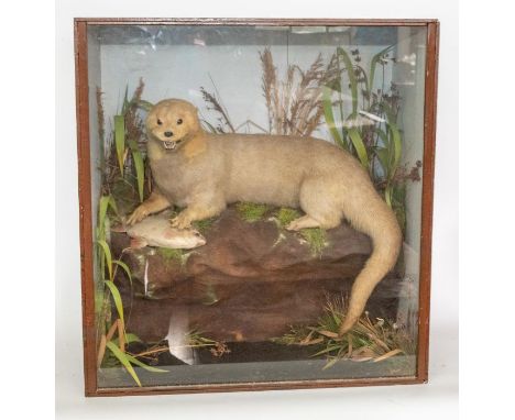 Taxidermy: An Edwardian cased full mount Otter, by T.E Gunn, 89 St Giles Street, Norwich (label on reverse) the large snarlin