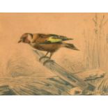 Felix Albert, a group of 3 hand coloured prints of small birds, 7.25" x 10.5" (18 x 27cm), along
