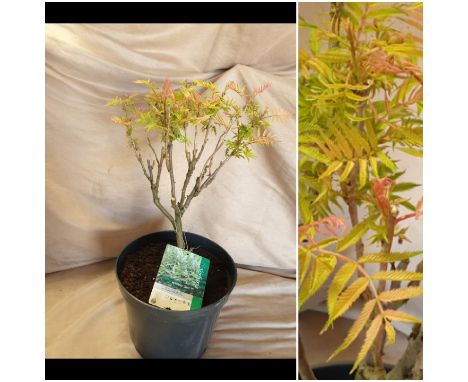Sorbaria hardy compact shrub. Not available for in-house P&amp;P, contact Paul O'Hea at Mailboxes on 01925 659133 