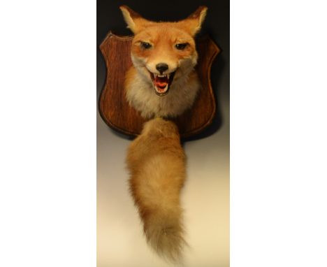 A taxidermy vixen fox, open mouthed trophy mount with tail, oak shield shaped plaque 