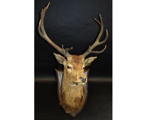 Taxidermy - an impressive eleven point Scottish Red Stag trophy mount, oak shield shaped plaque 68cm at its widest point 