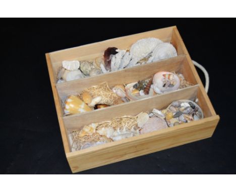 Conchology - a collection of Indian Ocean shells inc Conch, Crab qty