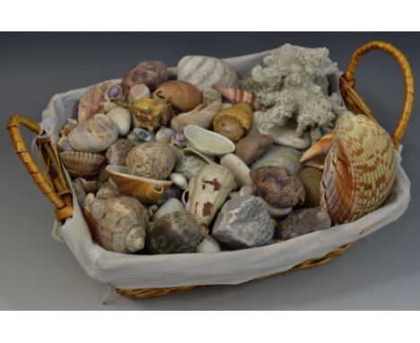  Conchology - assorted sea shells including cowrie scallop etc