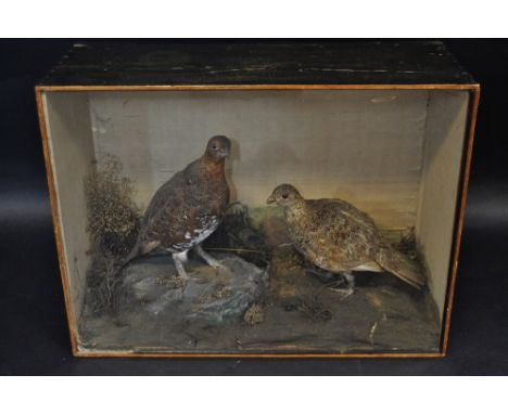 Taxidermy - a cock and hen pheasant, naturalistically modelled, the verso with R. Stuart, Taxidermist and Naturalist, 63cm x 