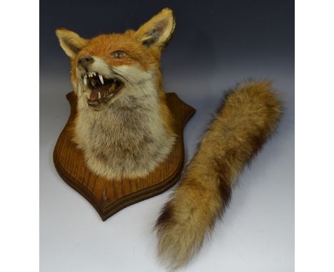 Taxidermy - an early 20th century dog fox trophy mount, with tail, shield shaped plaque