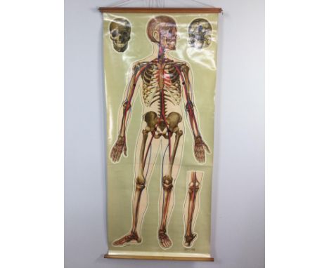 LARGE VINTAGE ANATOMICAL CHART BY J TECK, showing the human skeleton, 165cm high, 71cm wide