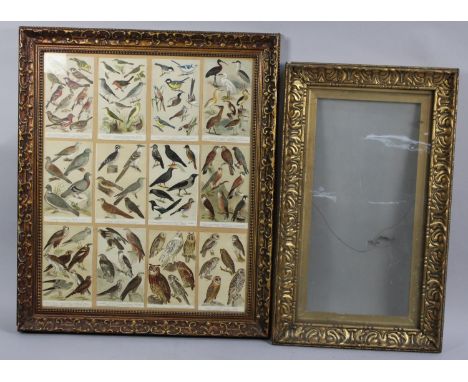 A Gilt Picture Frame Containing Coloured Bird Plates from Book together with Empty Gilt Picture Frame, Larger 83cms by 70cms 