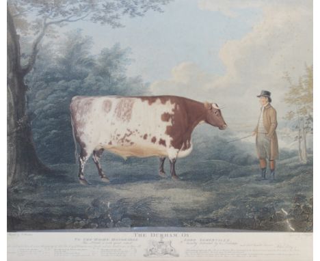 After John Boultbee (British, 1753-1812),'The Durham Ox',Engraving on paper by John Whessell (circa 1760-circa 1840), printed