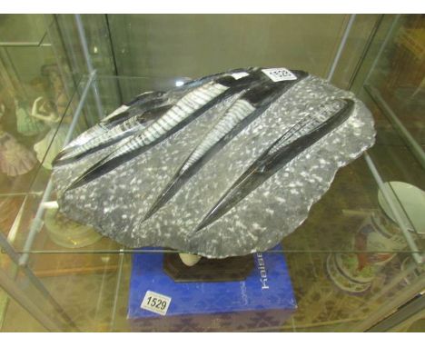 A large fossil of razor fish.