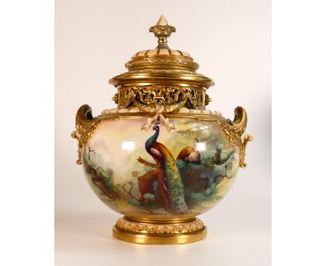 Royal Worcester large two handled pot pourri vase and cover By A Shuck, hand painted all around with peacocks in landscape, m