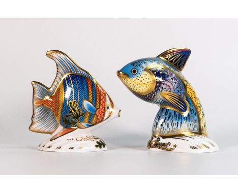 Royal Crown Derby paperweight Tropical Fish Guppy together with a limited edition Pacific Angel fish. Both first quality with