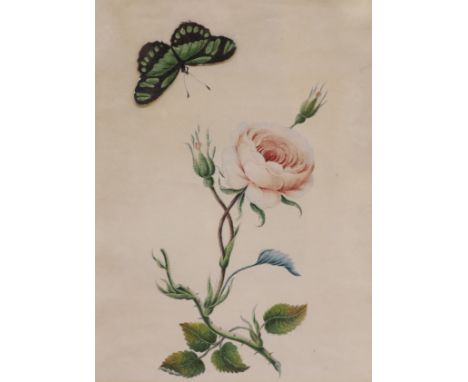   A Victorian watercolour, botanical study of a rose with an applied painted butterfly, 31 x 23cm