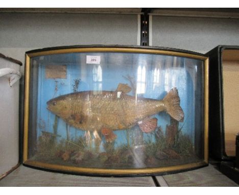 A taxidermy model of a Chub