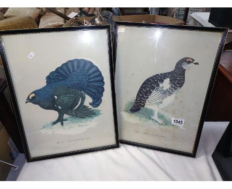 A pair of vintage framed prints commissioned by Grants Whisky of game birds, black goose and ptarmigan by David Andrews