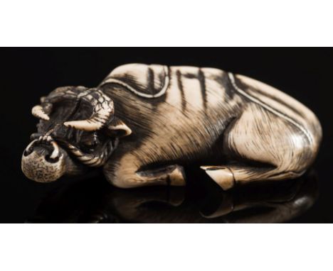 A 20th century Japanese carved ivory and stained netsuke of a reclining oxen: with a rope tied to the ring in it's nose,in th