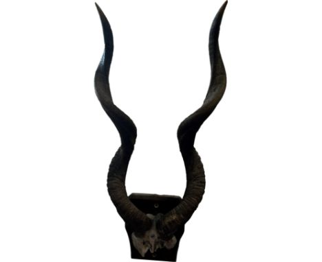 A pair of vintage mounted Kudo horns on a wooden backing 62cm long. 
