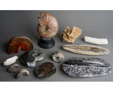Natural History - Palaeontology and Geology - a bisected and polished ammonite fossil for display, fish fossils, polished amm