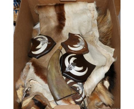 Taxidermy: Springbok back skin, two Fox full skins, Badger full skin, a Cow horn hunting bugle, and four sets of European Wil