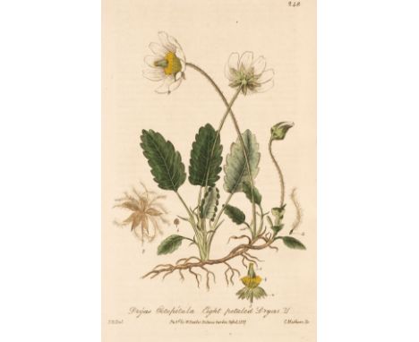 Baxter (William). British Phaenogamus Botany, or, Figures and Descriptions of the Genera of British Flowering Plants, 2nd edi