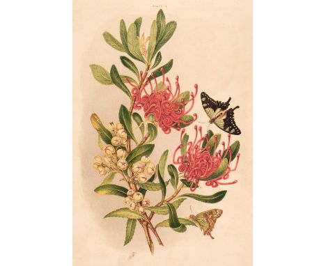 Meredith (Louisa Anne). Some of My Bush Friends in Tasmania, Native Flowers, Berries and Insects, 1st edition, London: Day &a